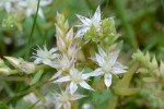 20150613シンジュボシマンネングサ	真珠星万年草	Sedum pallidum var. bithynicum(Sedum pallidum M.Bieb. var. bithynicum (Boiss.) D.F.Chamb.)	4～6月